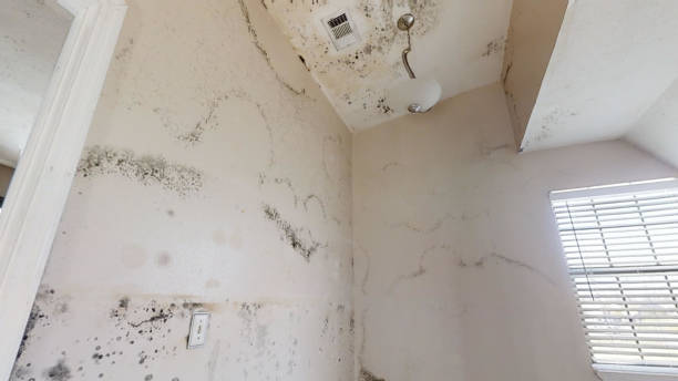Best Post-Remediation Verification Testing  in Cohasset, MN