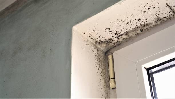 Mold Remediation for Vacation Homes in Cohasset, MN