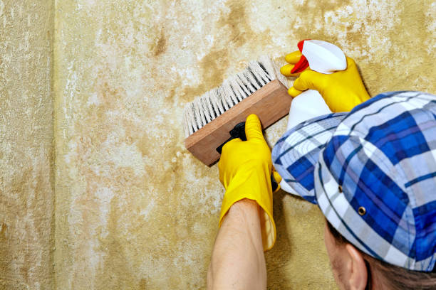 Best Post-Construction Mold Inspection  in Cohasset, MN