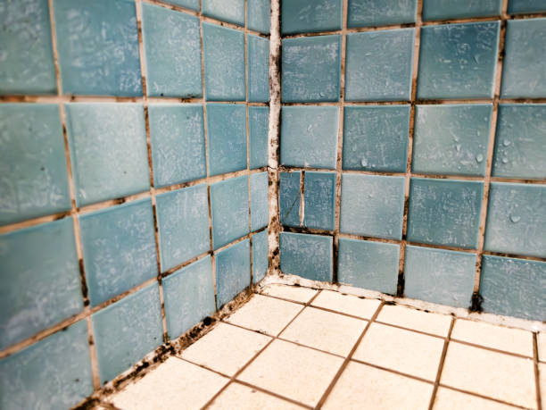 Best Asbestos and Lead Testing During Mold Inspection  in Cohasset, MN