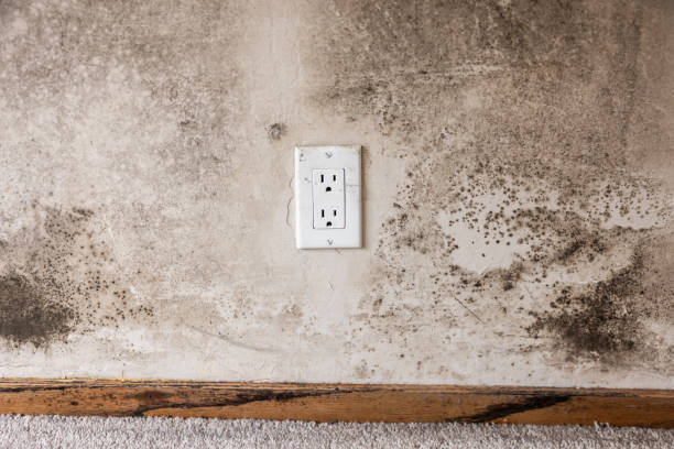 Best Comprehensive Air Testing for Mold Contaminants  in Cohasset, MN